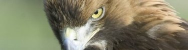 Golden Eagle (cropped)- photo courtesy falconrycentre.co.uk